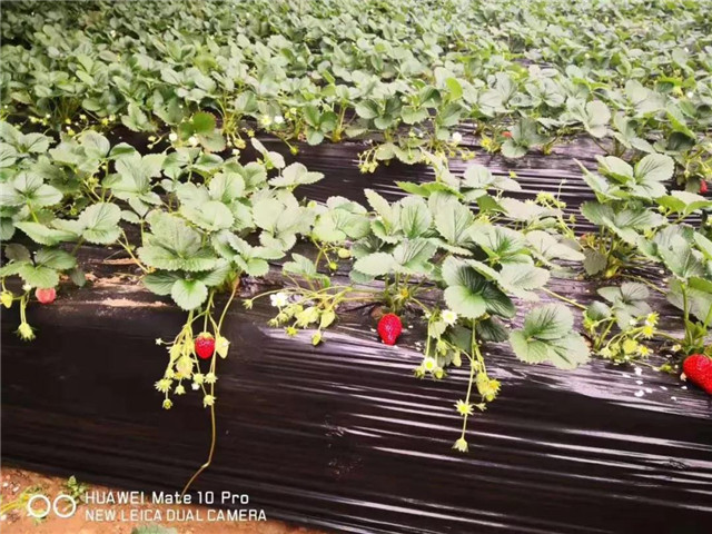 祝贺：酵素富硒草莓在陕西榆林试种成功！