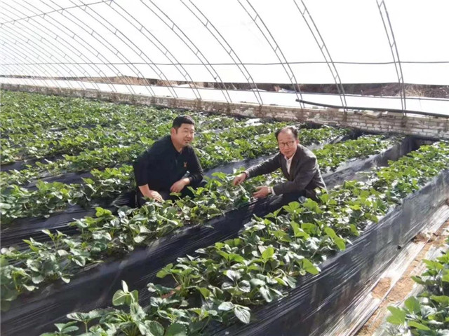 祝贺：酵素富硒草莓在陕西榆林试种成功！