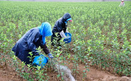 土壤、腐殖酸、微生物三者关系“妙不可言”，环环相扣，缺一不可