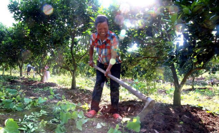 土壤、腐殖酸、微生物三者关系“妙不可言”，环环相扣，缺一不可