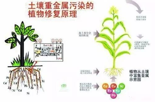 土壤健康的标准是什么？