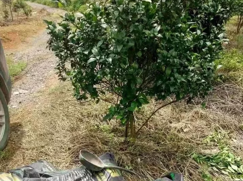 生物有机肥对不同土壤有什么作用