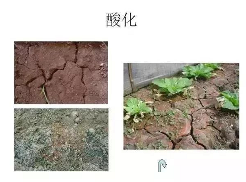 震感！约3.7亿亩耕地，需要进行土壤改良