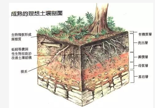 种植户朋友：粪肥伤根又落果，别再用了！