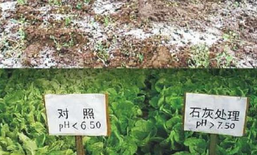 生石灰调节土壤、消毒杀菌效果不错，不过这几点事项要注意