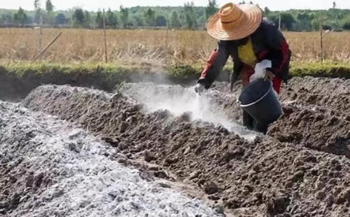 生石灰调节土壤、消毒杀菌效果不错，不过这几点事项要注意