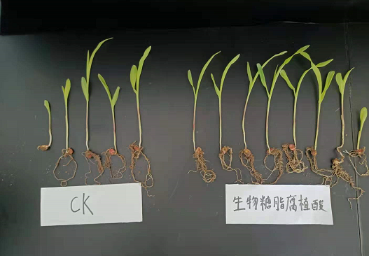 生物糖脂—改良和修复土壤的利器！