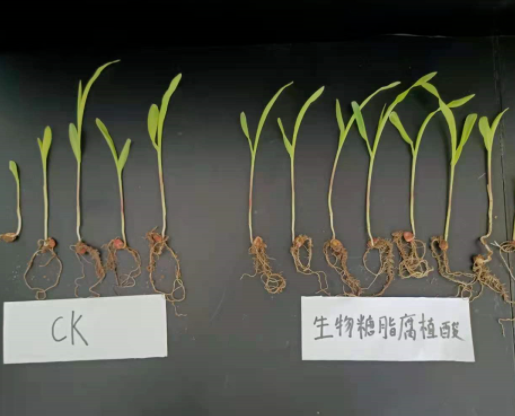 生物糖脂—改良和修复土壤的利器