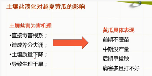 土壤太“咸”了，蔬菜遭殃了！盐渍化咋解决？