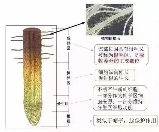 白根有劲、黄根保命、黑根有病、灰根要命！根系应该如何养？