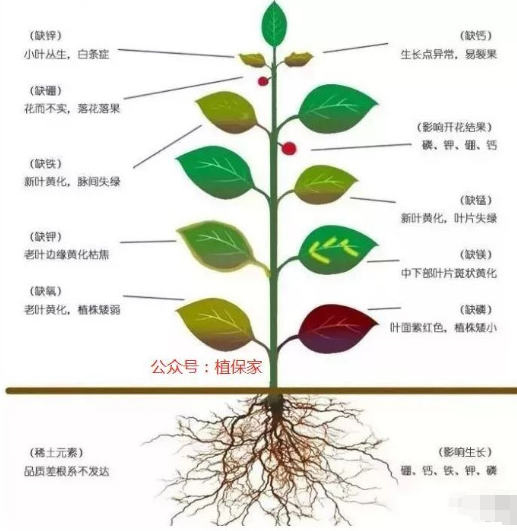 告急！别再只上氮磷钾了！我国一半的土壤都缺“它”！