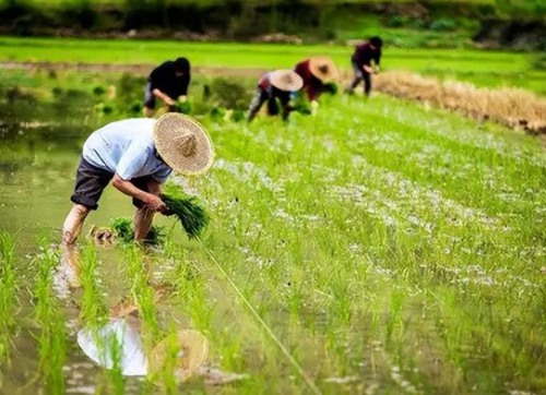 “秸秆还田”可改良土壤结构？农民表示：这一措施也存在一些弊端