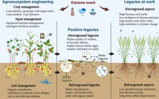 土壤正向遗留效应可提升农田可持续性