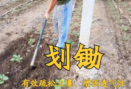 土壤板结，重要的因素是“土壤透气性差”造成的，做好三点即可