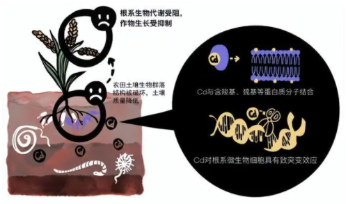 农田土壤重金属污染危害