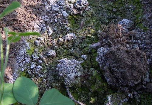 [农技] 土壤过酸对植物有何影响？