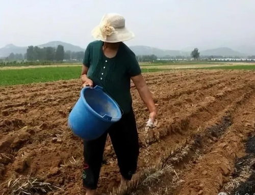 菜地消除土壤板结的措施