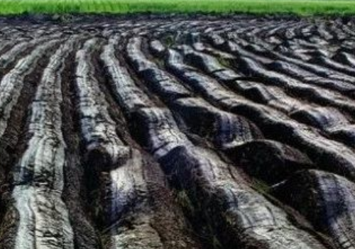 【农业技术】判断土壤肥瘦10个土办法