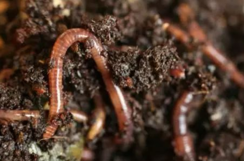没有蚯蚓的土壤都有毛病？！