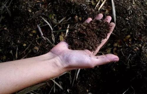 微生物在土壤中做什么？