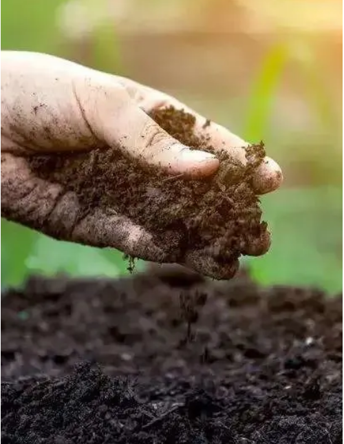 世界环境日—土壤污染对人的危害