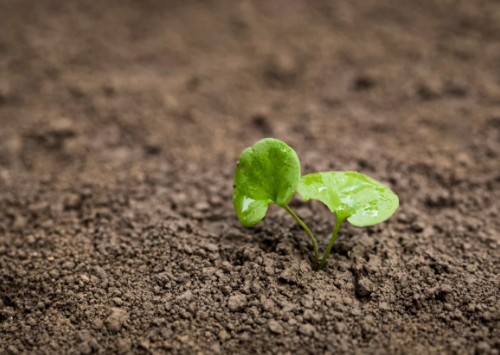 土壤健康有哪些指标呢？如何判断您的土壤是否健康？