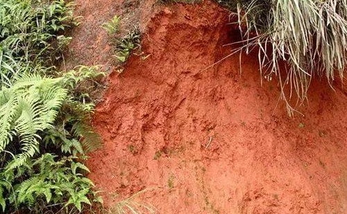 酸性土壤对于种植的优缺点