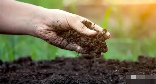 土壤肥力如何辨别？看这里！