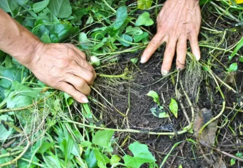 【自然农法】如何提高果园土壤有机质？