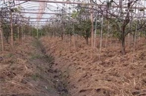 【自然农法】如何提高果园土壤有机质？
