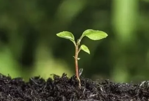 土壤的pH对植物有多重要？