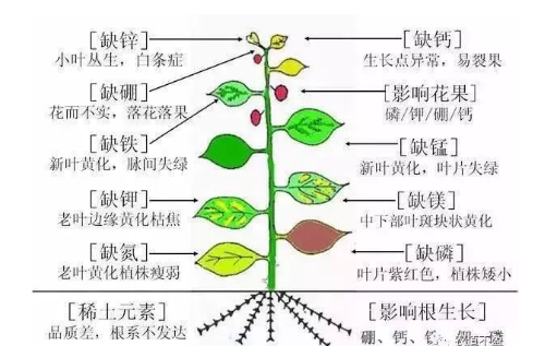 土壤—植物营养—人体健康的关系！