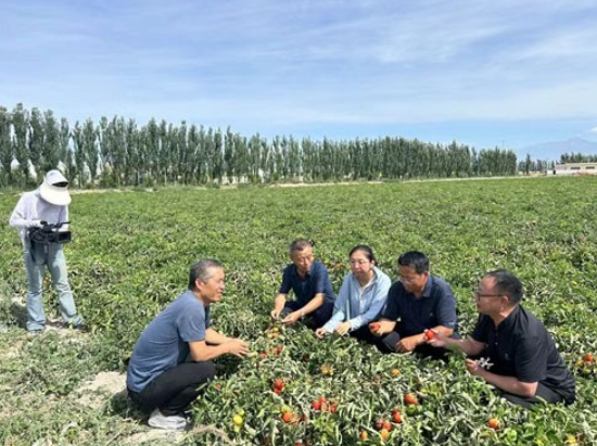 院企科研项目结硕果——成都华宏生物成功解决"番茄列当"世界难题