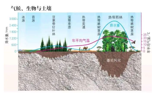 高考地理：土壤剖面、成土因素、土壤养护