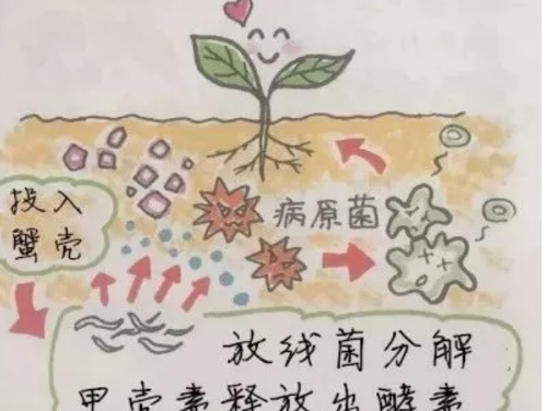 关于土壤微生物的5大疑惑