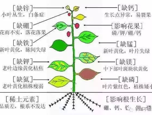 土壤—植物营养—人体健康的关系