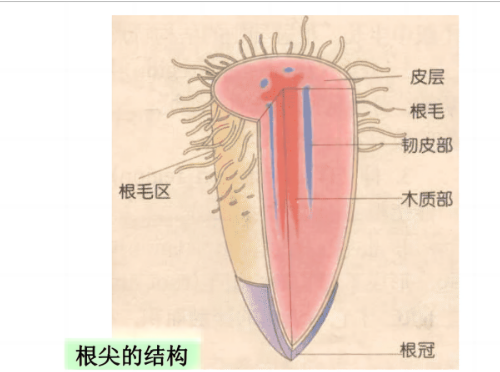 植物怎么“吃饭”呢？