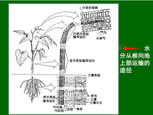 植物怎么“吃饭”呢？