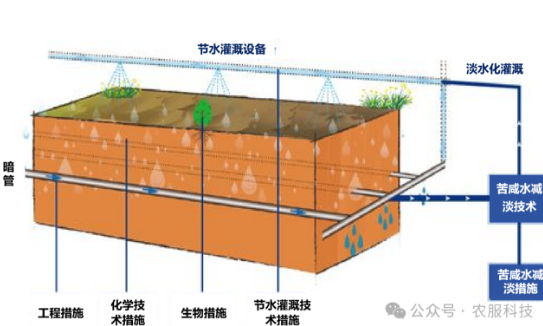 中国盐碱地的两种治理模式→