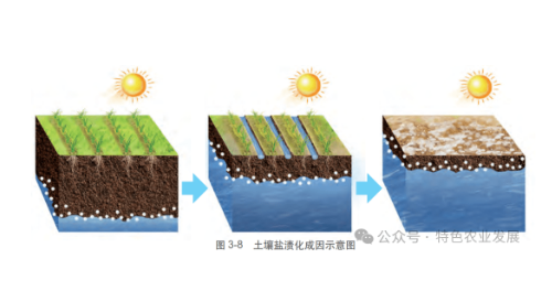 土壤板结的“元凶”竟然是它！你绝对想不到