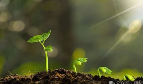 土壤肥力下降的原因及如何让微生物发挥作用