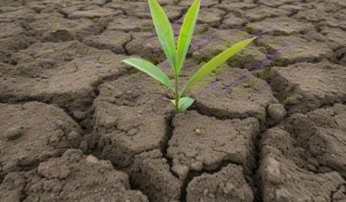 揭秘土壤肥力下降与土壤微生物的紧密关系！