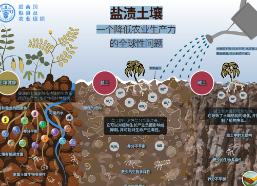 土壤盐碱化形成的原因及治理措施