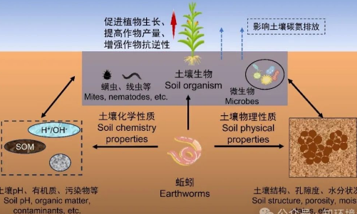 土壤中的动物——改良土壤的先锋