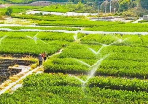 蔬菜种植基础，从土壤开始