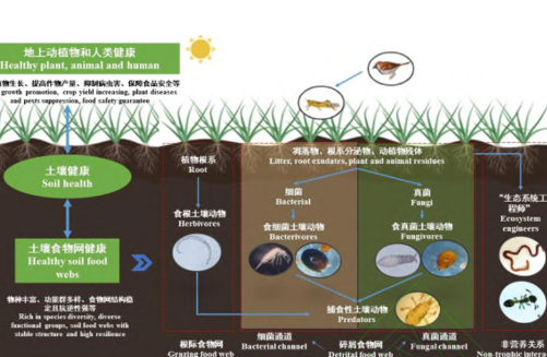 中大研究团队新发现，它们是土壤健康“好帮手”