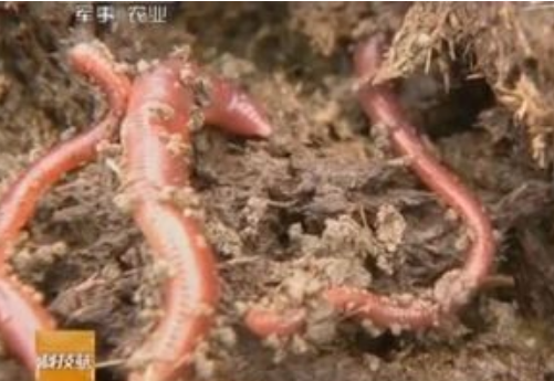 蚯蚓的贡献，无可替代！